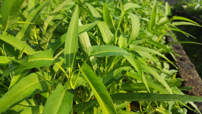 Cara Menanam Kangkung dari Biji sampai Panen, Cocok untuk Pemula!