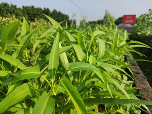 Cara Menanam Kangkung dari Biji sampai Panen, Cocok untuk Pemula!