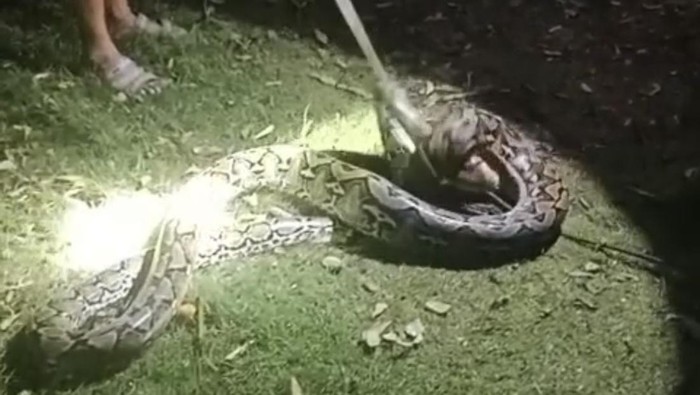 Ular Piton 4 Meter Mangsa Ayam dari Atas Pohon di Muna Barat Ditangkap