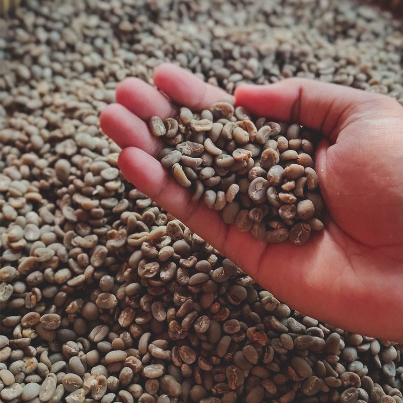 5 Jenis Kopi Tertua di Dunia Berusia Ratusan Tahun, 3 dari Indonesia Kopi Tertua di Dunia Berusia Ratusan Tahun