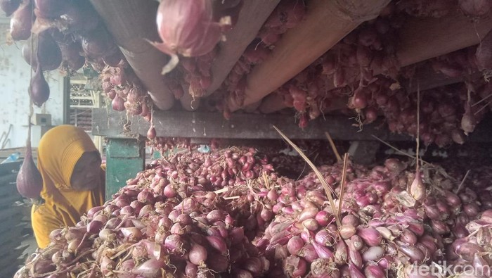 Petani Bawang Sambat Bombai Mini Rusak Harga Pasaran, Kementan Bilang Begini