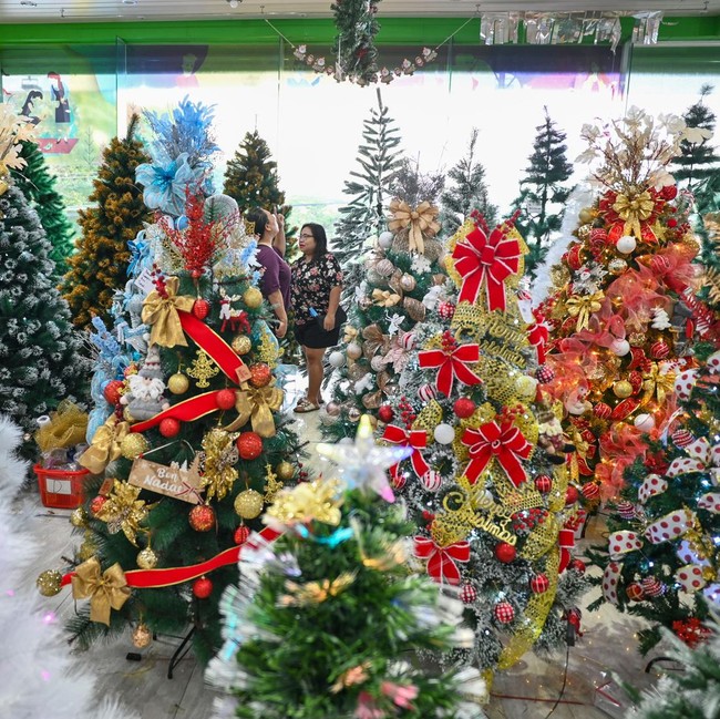 Berburu Pohon Natal, Harga Mulai Rp300 Ribu hingga Puluhan Juta