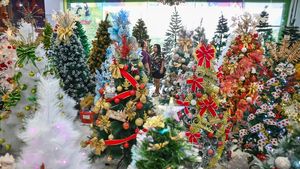 Berburu Pohon Natal, Harga Mulai Rp300 Ribu hingga Puluhan Juta