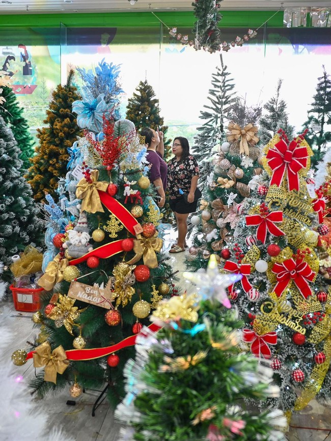 Berburu Pohon Natal, Harga Mulai Rp300 Ribu hingga Puluhan Juta