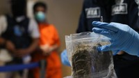 Ganja yang dimusnahkan merupakan hasil pengungkapan kasus peredaran narkotika dengan tersangka berinisial OS (18). ANTARA FOTO/Didik Suhartono