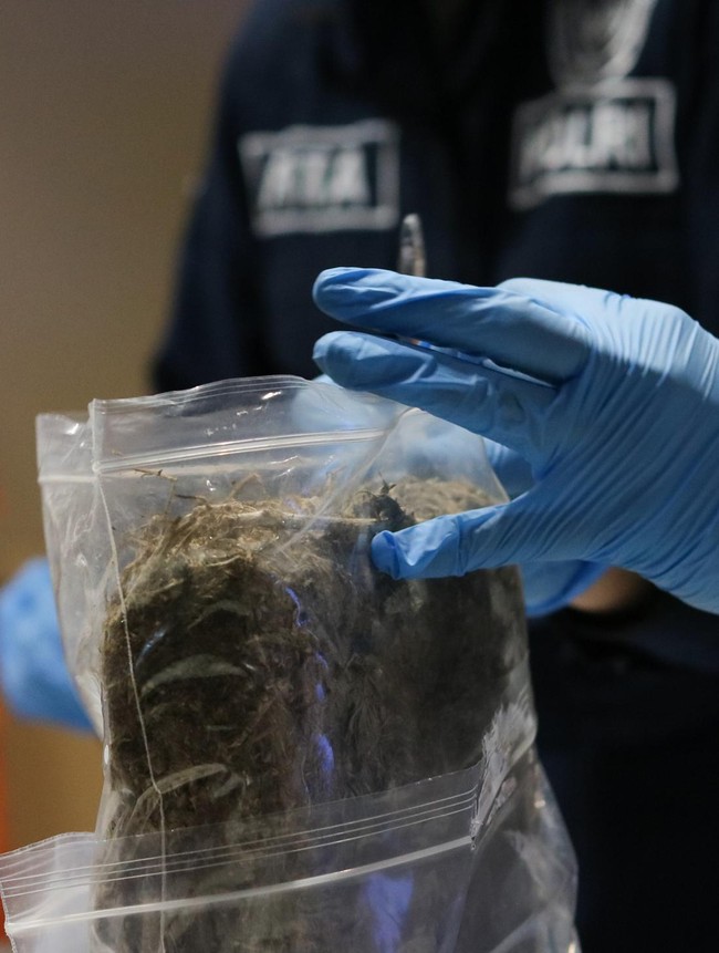 BNNP Jatim Musnahkan Ganja 2 Kg Hasil Tangkapan di Malang