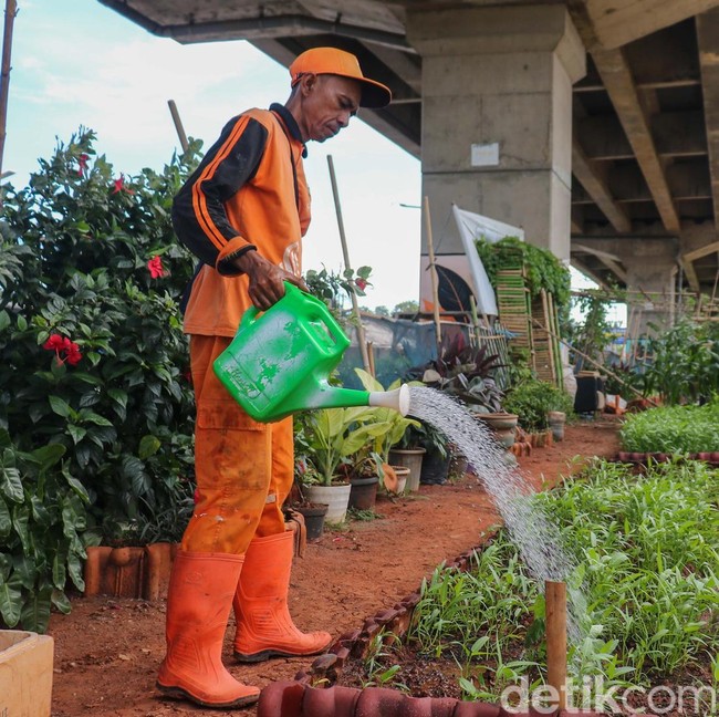 Dari Kumuh Jadi Hijau, Urban Farming Tumbuh di Kolong Tol Becakayu