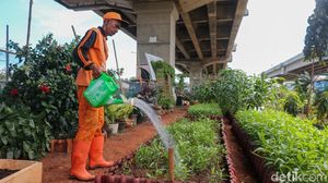 Dari Kumuh Jadi Hijau, Urban Farming Tumbuh di Kolong Tol Becakayu