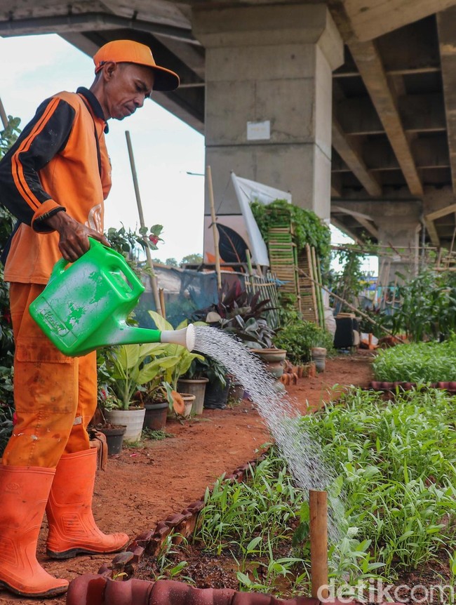 Dari Kumuh Jadi Hijau, Urban Farming Tumbuh di Kolong Tol Becakayu