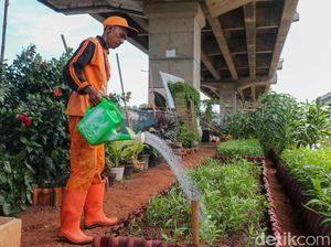 Dari Kumuh Jadi Hijau, Urban Farming Tumbuh di Kolong Tol Becakayu