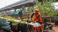 Program urban farming ini digagas PPSU bersama ibu-ibu PKK.  