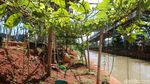 Dari Kumuh Jadi Hijau, Urban Farming Tumbuh di Kolong Tol Becakayu