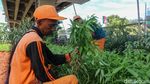 Dari Kumuh Jadi Hijau, Urban Farming Tumbuh di Kolong Tol Becakayu