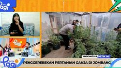 Video: Tak Tercium Tetangga, Kontrakan di Jombang Ini Isinya Ladang Ganja Canggih