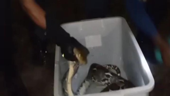 Mangsa Ayam, Piton 3 Meter Dievakuasi Damkar Klaten