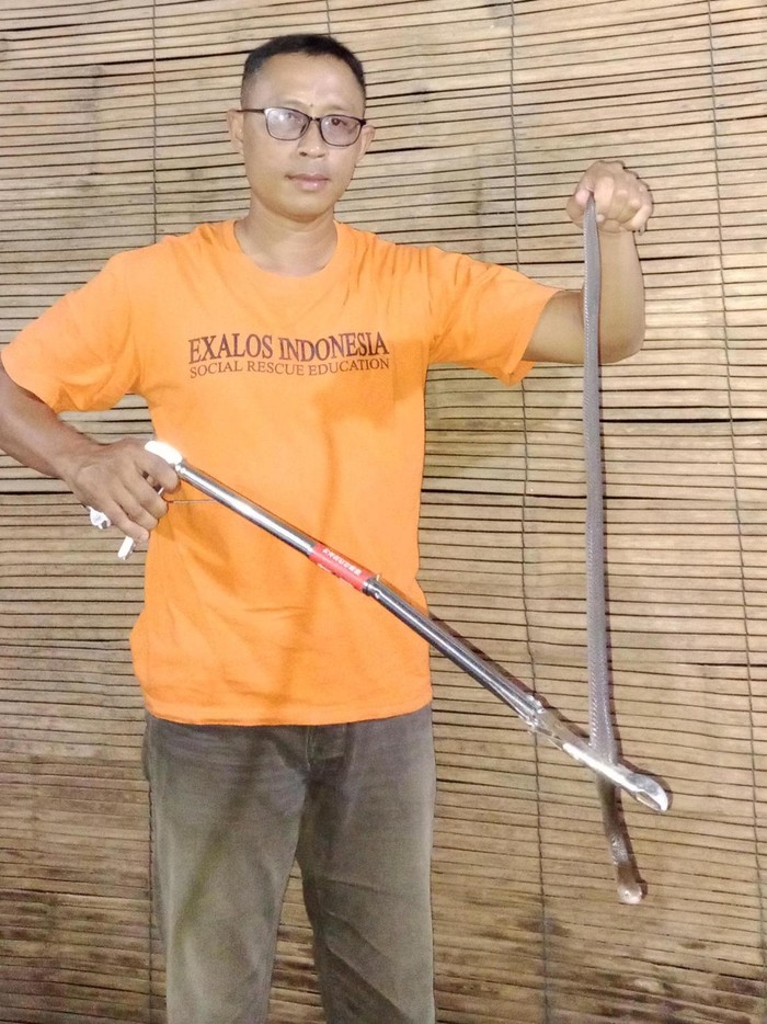 Kobra Semeter Ngumpet di Lemari Warga Sukoharjo Bikin Gempar