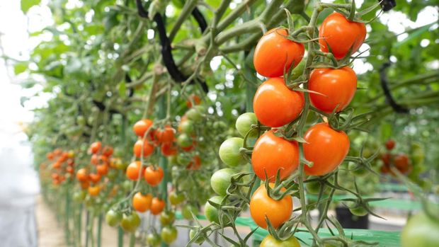 Ilustrasi tanaman merambat