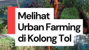 Video Kolong Tol Becakayu Disulap Jadi Kebun Sayur!