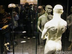 Jejak Manusia Jawa, Kini Kembali