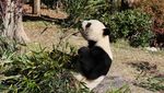 Perpisahan Penuh Haru, Panda Terakhir Jepang Segera Pulang ke China