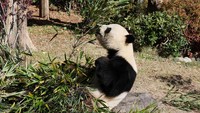 Terpopuler: Jepang Kembalikan 2 Ekor Panda ke China