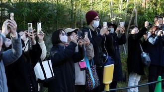 Mau Pamit dari Jepang, Panda Kembar Ueno Bikin Warga Rela Antre Panjang