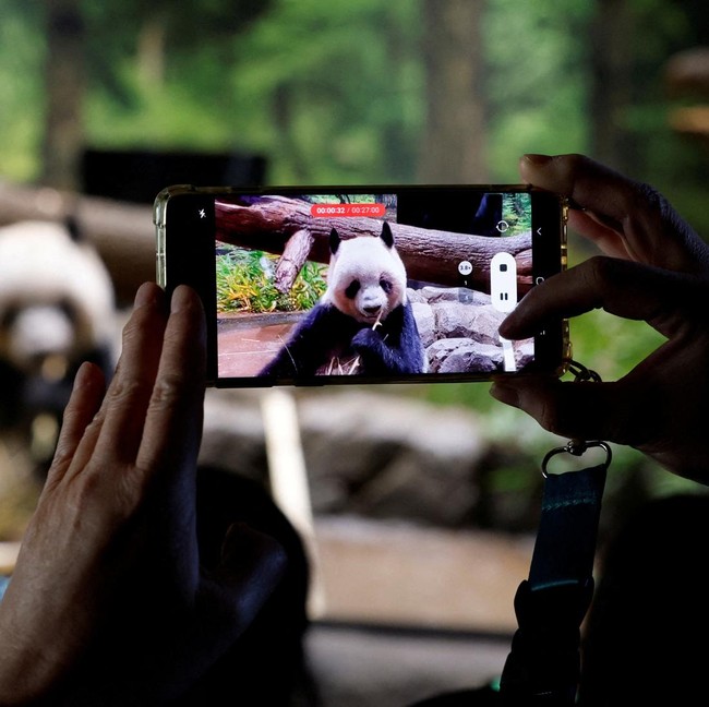 Perpisahan Penuh Haru, Panda Terakhir Jepang Segera Pulang ke China