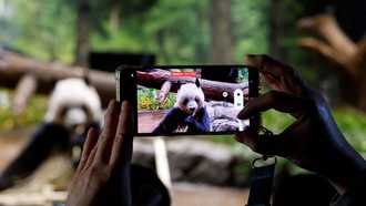 Perpisahan Penuh Haru, Panda Terakhir Jepang Segera Pulang ke China