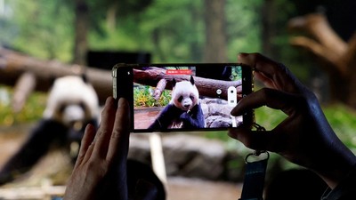 Perpisahan Penuh Haru, Panda Terakhir Jepang Segera Pulang ke China