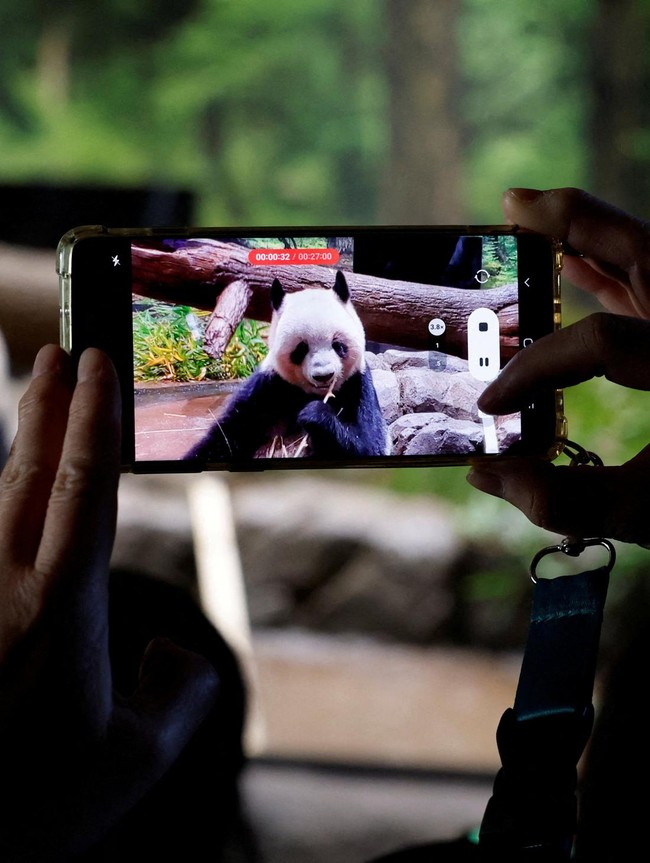 Perpisahan Penuh Haru, Panda Terakhir Jepang Segera Pulang ke China