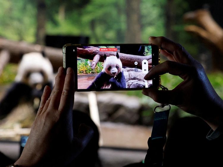 Perpisahan Penuh Haru, Panda Terakhir Jepang Segera Pulang ke China
