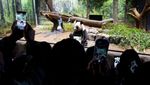Perpisahan Penuh Haru, Panda Terakhir Jepang Segera Pulang ke China