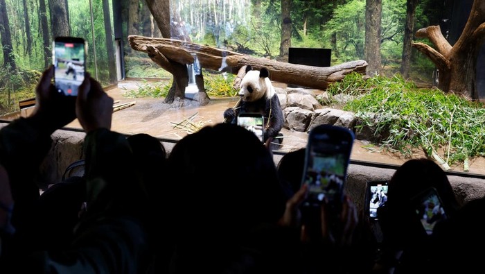 Visitors film and photograph four-year-old giant panda Lei Lei at Ueno Zoo, a day after news broke that Japan will return two giant pandas to China at the end of January 2026, in Tokyo, Japan, December 16, 2025. REUTERS/Kim Kyung-Hoon