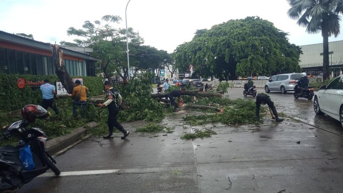 Pohon Tumbang di Serpong Timpa Pikap Muatan Kaca hingga Pecah