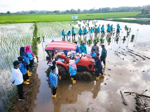 Sawah Pesisir Tak Lagi Produktif, Teknologi Padi Biosalin Masuk Jepara