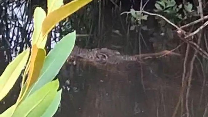 Kronologi Bocah 10 Tahun Hilang Diterkam Buaya di Halmahera Selatan