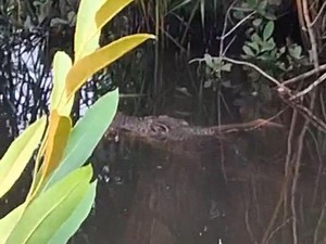 Bocah 10 Tahun di Halmahera Selatan Malut Hilang Diterkam Buaya