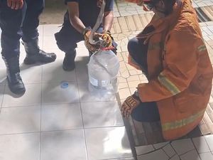 Kobra 1,5 Meter Masuk Rumah Bikin Petugas Damkar Lapor Damkar di Gunungkidul