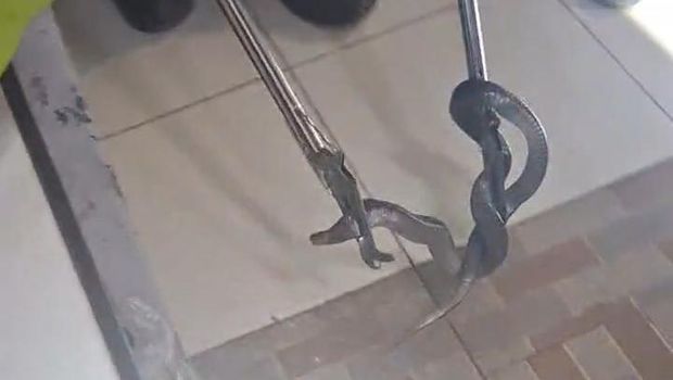 Damkarmat Gunungkidul evakuasi kobra 1,5 meter. Petugas Damkarmat Gunungkidul saat mengevakuasi ular kobra sepanjang 1,5 meter yang bersembunyi di dapur milik warga Gadungsari, Wonosari, Gunungkidul.