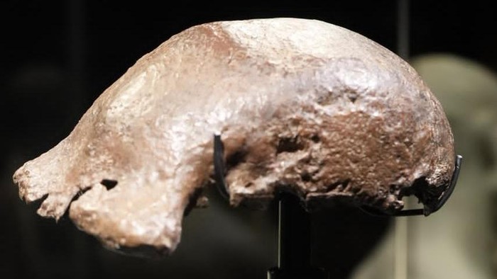 Fosil Java Man yang Dikembalikan dari Belanda Dipamerkan Kemenbud