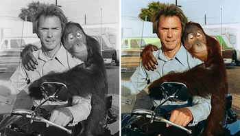 Orangutan Manis dan Clint Eastwood, behind the scene film Every Which Way But Loose tahun 1978. Foto: sebcolorisation via Bored Panda
