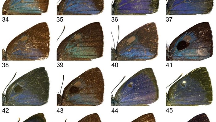 Ilmuwan Temukan 9 Spesies Baru Kupu-kupu!