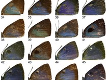 Ilmuwan Temukan 9 Spesies Baru Kupu-kupu!