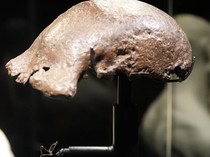 Video: Indonesia Berhasil Pulangkan Fosil Java Man dari Belanda