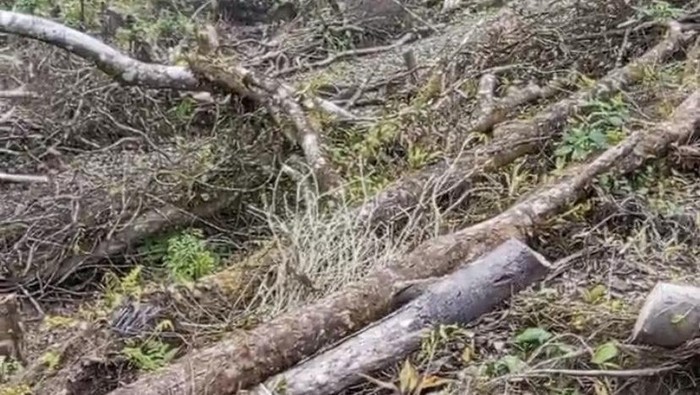 Viral Video Dukungan Wisata Gunung Salak, Warga Cidahu Geram