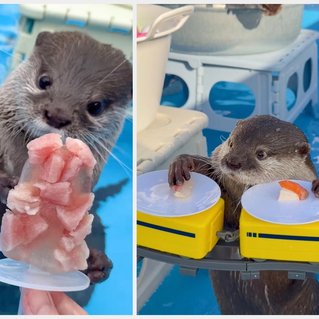 Kotaro dan Hana, Selebgram Berang-berang yang Doyan Banget Seafood