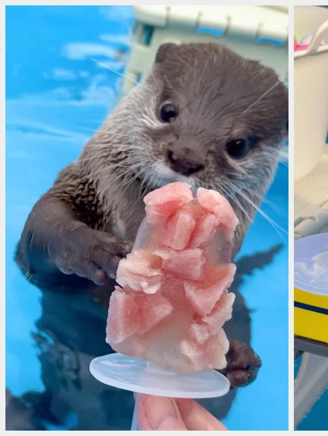 Kotaro dan Hana, Selebgram Berang-berang yang Doyan Banget Seafood