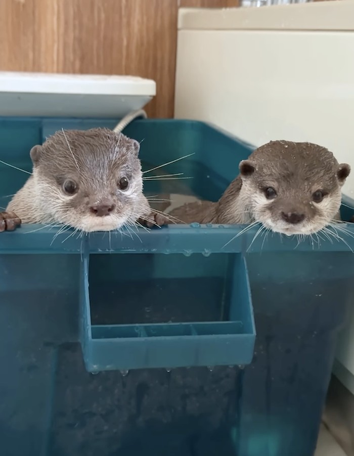 Kotaro dan Hana, 'Selebgram' Berang-berang yang Doyan Banget Seafood