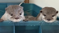 Kotaro dan Hana adalah sosok berang-berang peliharaan di Jepang. Pemiliknya membuatkan akun Instagram khusus yang menampilkan kelucuan mereka saat melakukan berbagai aktivitas. Foto: Instagram otter_kotaro_hana