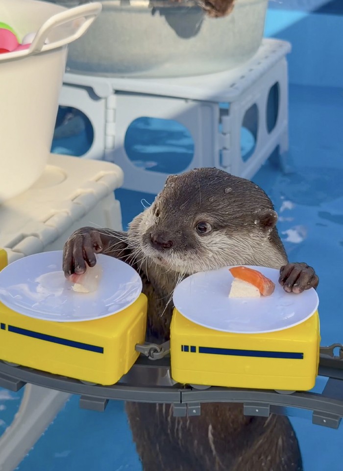 Kotaro dan Hana, 'Selebgram' Berang-berang yang Doyan Banget Seafood